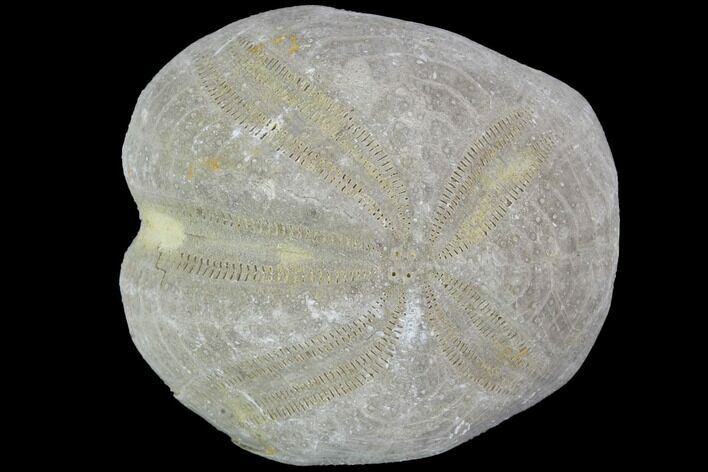 Toxaster Fossil Echinoid (Sea Urchin) - Agadir, Morocco #90579